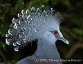 DSC_4678 Victoria Crowned Pigeon.jpg