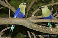 DSC_4683 Blue-bellied Rollers.jpg