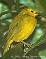 DSC_4699 Saffron Finch.jpg