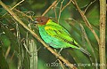 DSC_4707 Bay-headed Tanager.jpg