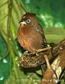 DSC_4720 Red-crested Finch.jpg