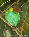 DSC_4790 Bay-headed Tanager.jpg