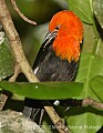 DSC_4797 Scarlet-headed Blackbird.jpg