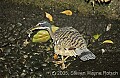 DSC_4800  Sun bittern.jpg