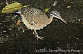 DSC_4801 Sun bittern.jpg