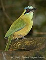 DSC_4823 Blue-crowned Motmot.jpg