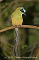 DSC_4833 Blue-crowned Motmot.jpg