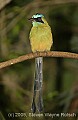 DSC_4835 Blue-crowned Motmot.jpg