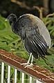 DSC_4838 Grey-winged Trumpeter.jpg