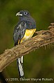 DSC_4839 White-tailed Trogon (female).jpg