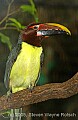 DSC_4842 Green Aracari.jpg