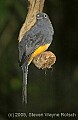 DSC_4845  White-tailed Trogon (female).jpg