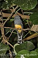 DSC_4853  White-tailed Trogon (female).jpg