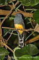 DSC_4854  White-tailed Trogon (female).jpg