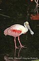 DSC_4857 roseate spoonbill.jpg