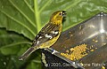 DSC_4863 Golden-bellied Grosbeak.jpg