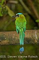 DSC_4867 Blue-crowned Motmot.jpg