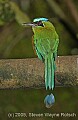 DSC_4871 Blue-crowned Motmot.jpg