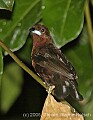 DSC_4885 Silver-beaked Tanager.jpg