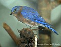 DSC_4903 eastern bluebird.jpg