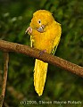 DSC_4918 Golden Conure.jpg