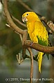 DSC_4924 Golden Conure.jpg