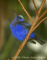 DSC_4936 Red-legged honeycreeper.jpg