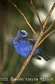 DSC_4937 Red-legged honeycreeper.jpg