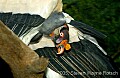 DSC_4941 king vulture.jpg