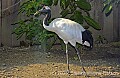 DSC_4955 Red-crowned  Crane.jpg