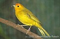 DSC_4978 Saffron Finch.jpg