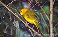 DSC_4981 Saffron Finch.jpg