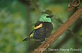 DSC_4993 Blue-necked Tanager.jpg