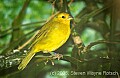 DSC_5001 Saffron Finch.jpg