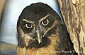 DSC_5016 spectacled owl.jpg