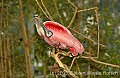 DSC_5026 roseate spoonbill.jpg