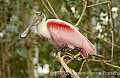 DSC_5033 roseate spoonbill.jpg