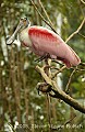 DSC_5036 roseate spoonbill.jpg