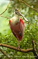 DSC_5054 roseate spoonbill.jpg