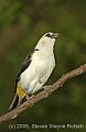 DSC_5081 White-headed Buffalo Weaver.jpg