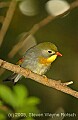 DSC_5087 Red-billed Leiothrix.jpg