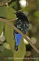 DSC_5090 Fairy Bluebird.jpg