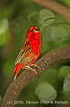 DSC_5092 Red Fody.jpg