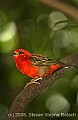 DSC_5094 Red Fody.jpg