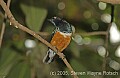 DSC_5100 Superb Starling.jpg