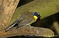 DSC_5104 Yellow-throated Laughing Thrush.jpg