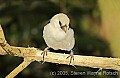 DSC_5108 White-headed Buffalo Weaver.jpg