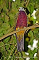 DSC_5109 Wompoo Fruit Dove.jpg