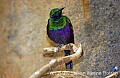 DSC_5118 Emerald Starling.jpg