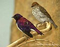 DSC_5146 Amethyst Starling.jpg